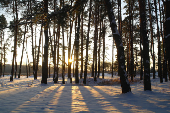 Fototapeta Magic sunrise in the snowy forest
