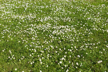 Fototapeta premium Many white small flowers in top view of meadow