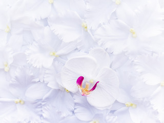 artificial white orchids, texture background