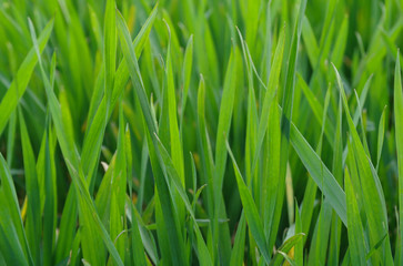 Fototapeta na wymiar Background of a green grass