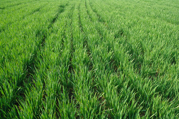 Background of a green grass