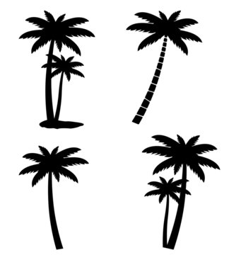 Collection of palm trees isolated on white background
