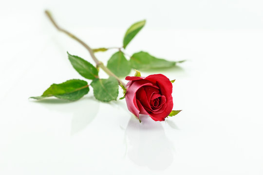 red rose isolated with shadow horizontally