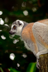 Ring-tailed lemur, Singapore