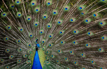Fototapeta premium pavo real