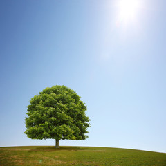 Fototapeta na wymiar Sonne, Baum und Wiese