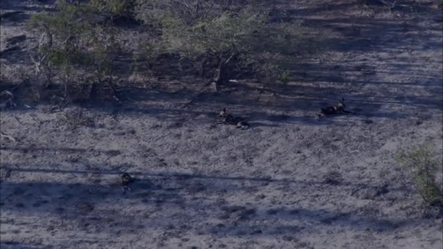 Wild Dogs
