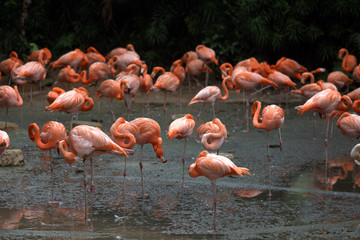 Flamingos, Jurong Bird Park, Singapore
