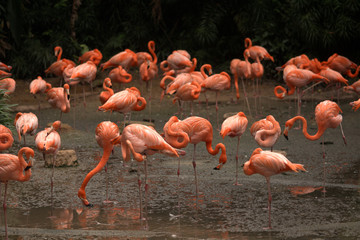 Fototapeta na wymiar Flamingos, Jurong Bird Park, Singapore