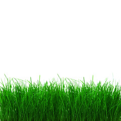 Obraz premium Grüne Wiese