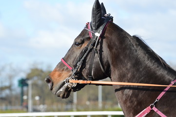 Obraz premium trotteur cheval