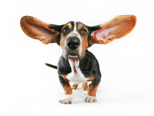 basset hound with his ears blowing out  - Powered by Adobe