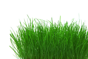 Gras