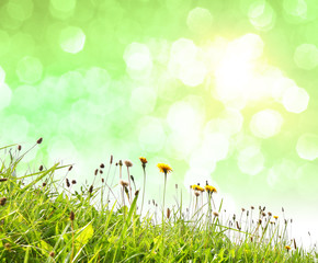 Obraz premium Wiese und Bokeh