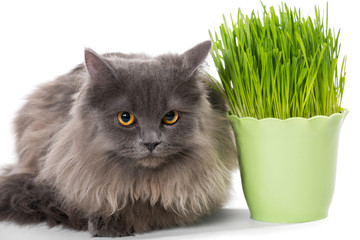 Persian kitten sits near grass