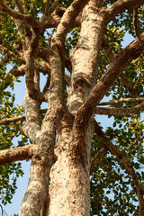Big rubber tree (Dipterocarpus alatus) with green leaves