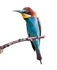 European Bee-eater on White