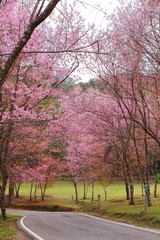Naklejka premium Cherry blossom in chiangmai thailand At inthanon mountain