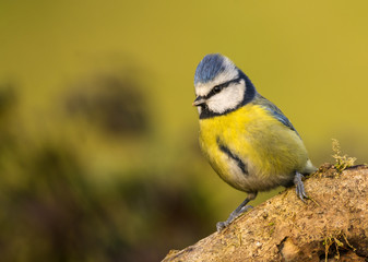 Herrerillo en el bosque