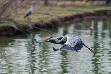 Airone cenerino in volo 1