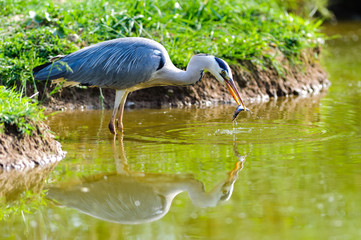 Airone cenerino riflesso 2