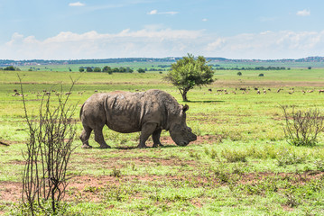 Naklejka premium Rhinoceros, Pilanesberg national park. South Africa.