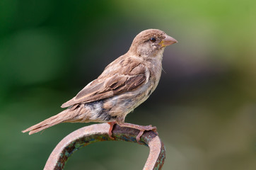 House sparrow. Female