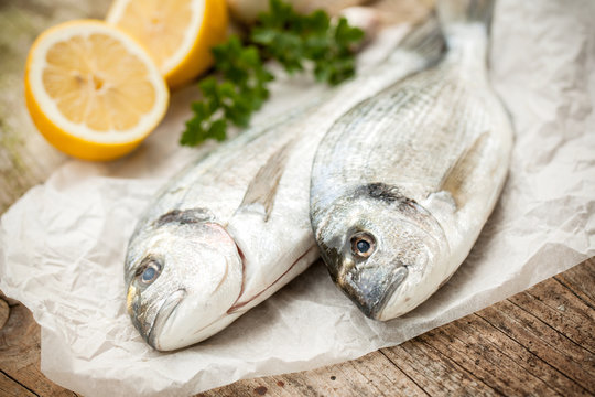 Gilt-head Sea Bream Fish