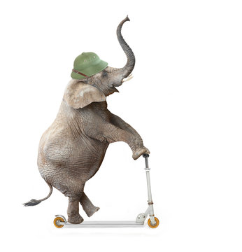 Funny elephant with protective helmet riding push scooter.