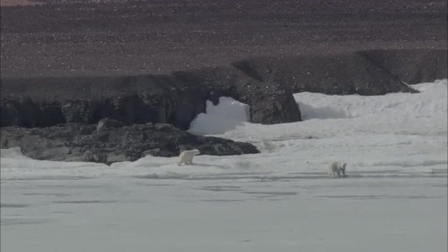 Polar Bear Walking Coastline