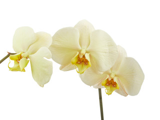 Fototapeta na wymiar Cream orchid flower isolated on white background