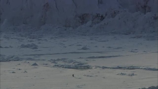 Arctic Snow Polar Bear Migrating