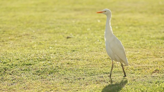 Heron flies away