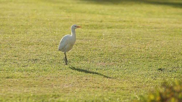Heron feeds