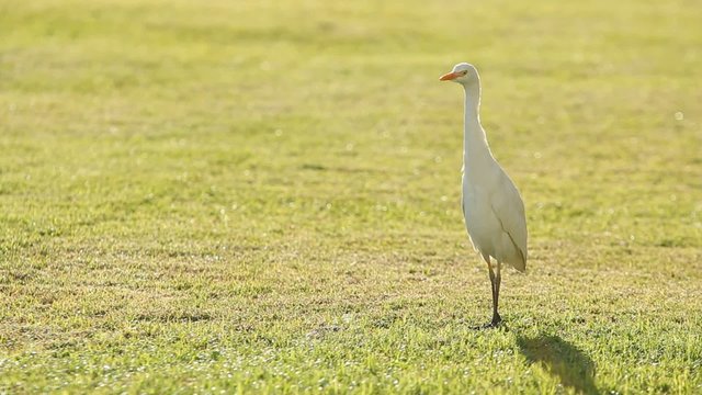 Wader walks