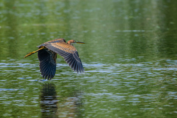 Airone rosso in volo