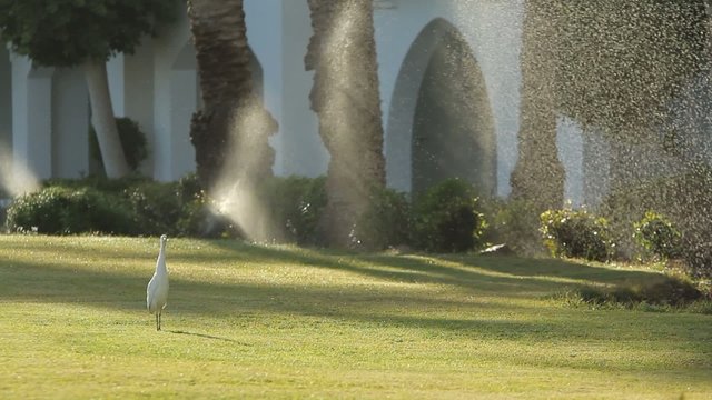 Heron at the lawn
