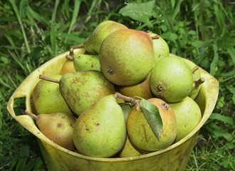 pail with pears