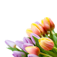 Tulpen vor weißem Hintergrund
