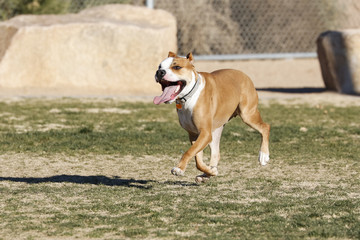 Exhausted pitbull at the park