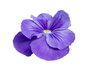 Pansy flower closeup, isolated on white