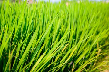 Fototapeta na wymiar Young rice growing in a field
