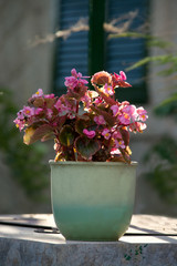 Green pot pink flowers outdoors closeup.