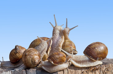 Snail family dancing © kootek