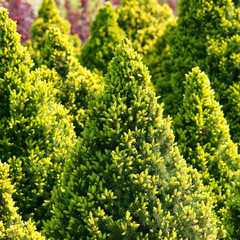Picea glauca Daisy's White © 7monarda