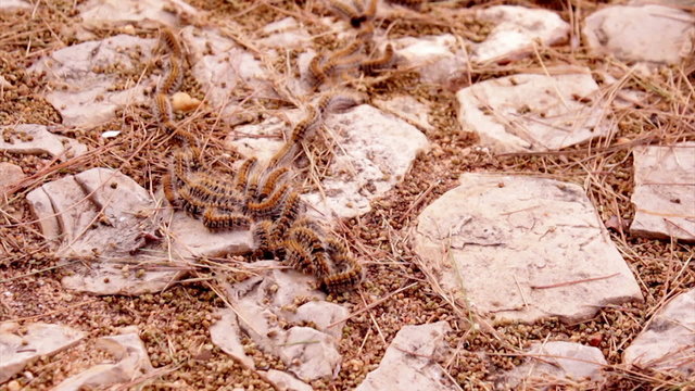 Thaumetopoea - Pine processionary caterpillar
