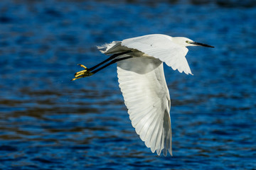 Garzetta in volo 3