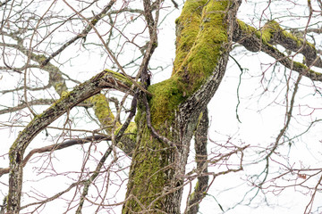 Fototapeta na wymiar wet tree branches in winter forest