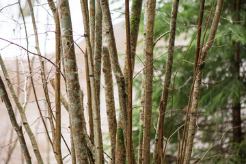 wet tree branches in winter forest