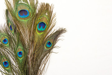 Obraz premium peacock feathers isolated white background